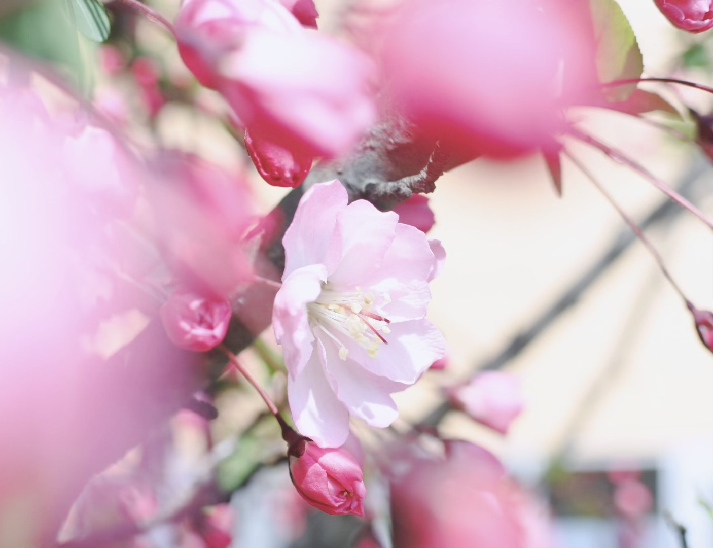 海棠桜満開！