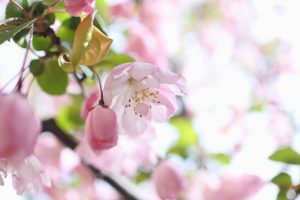 海棠桜見頃です。