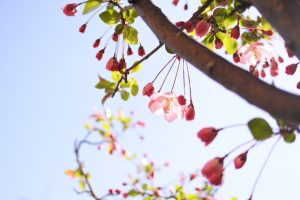 海棠桜開花