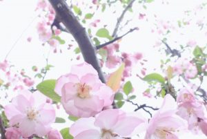 海棠桜見頃です